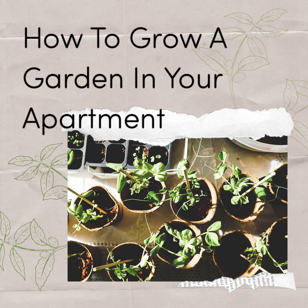 How to Grow A Garden In Your Apartment