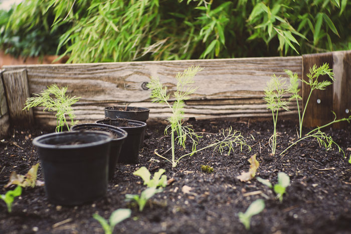 backyard compost