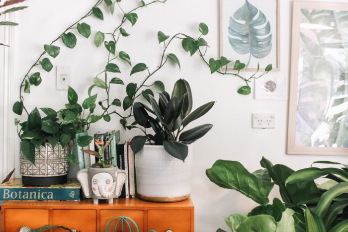 Add Plants To Your Home