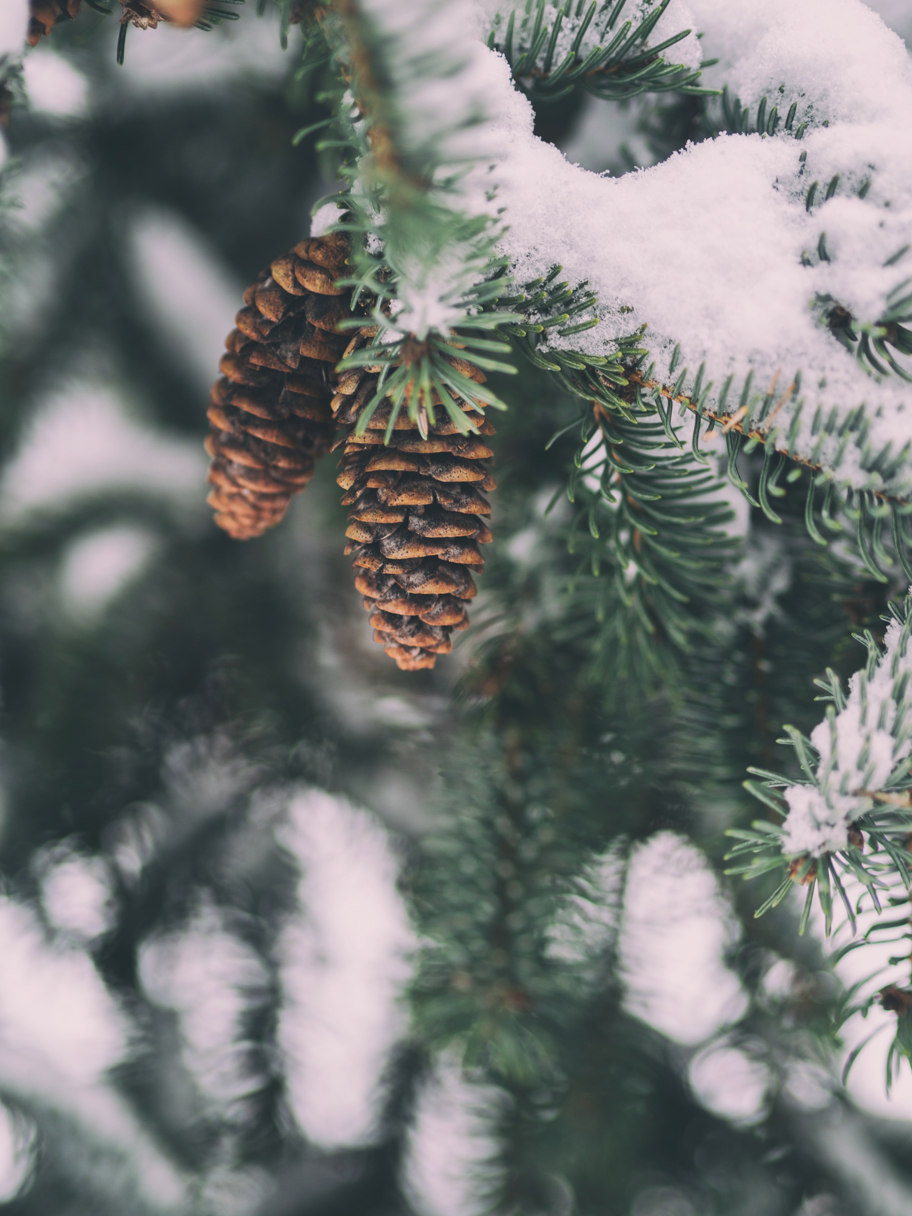 winter
