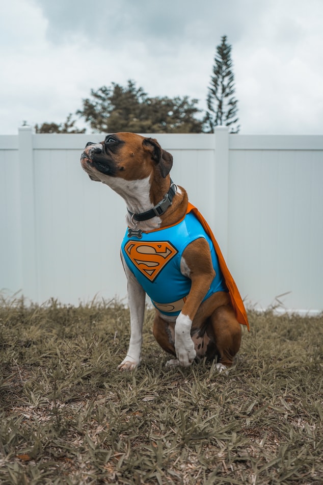 Dog dressed up in a Superman costume. 