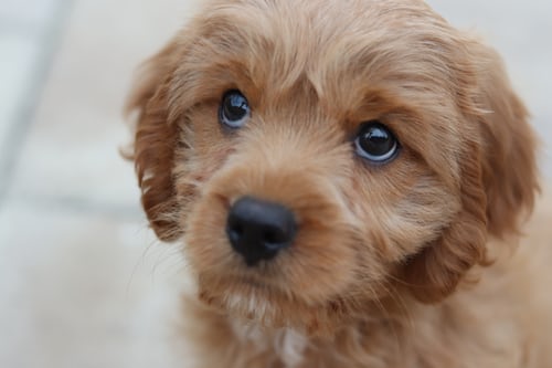 image of a puppy to represent pet policy. 