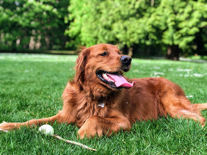 Add pet-friendly features to your community to better your apartment marketing.