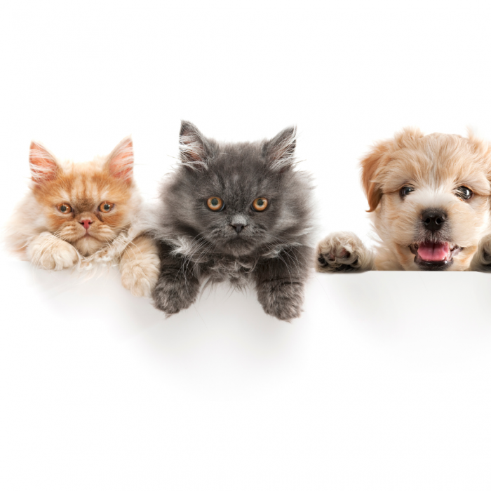 Pet amenities for multifamily properties. 