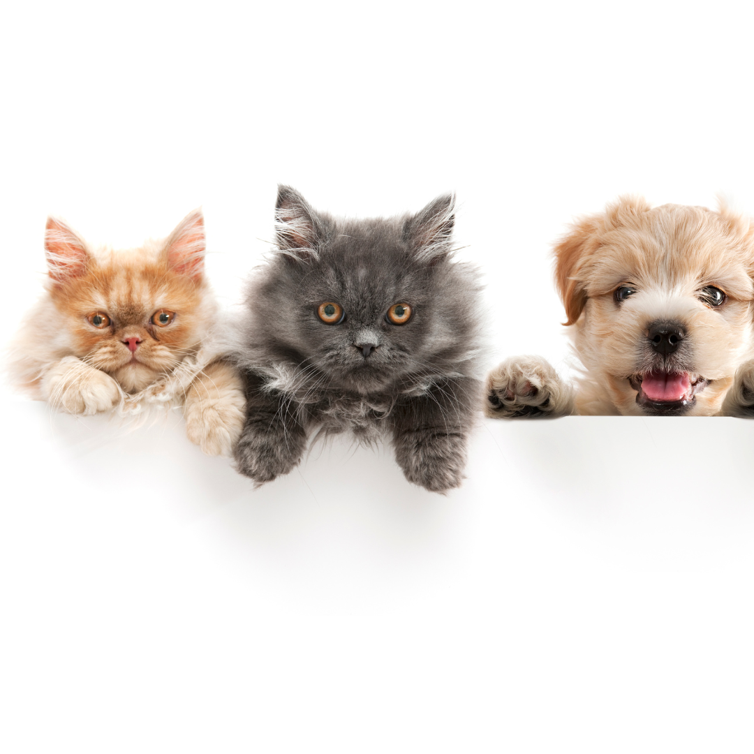 How To Advertise A Pet-Friendly Apartment | Market Apartments