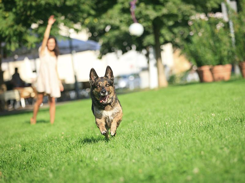 Dog Run | | Vela Apartments