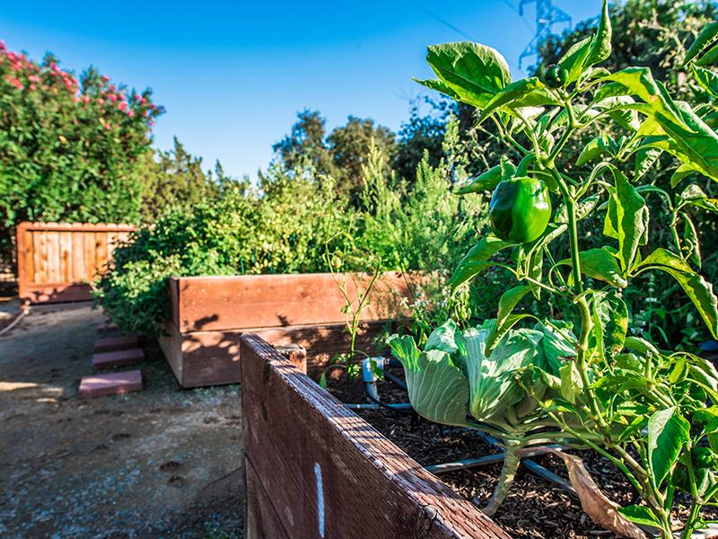 Community Garden | The Eleven Hundred Apartments in Sacramento CA