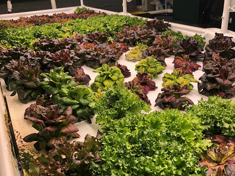 Aquaponic Garden | Plants | The Arbors of Sweetgrass