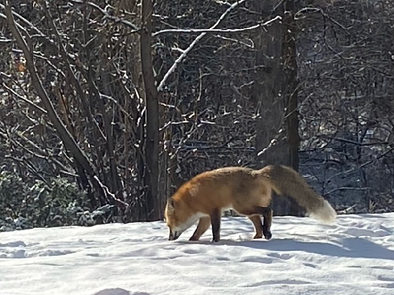 Wildlife | Mountainwood Estates Apartments in Missoula, MT