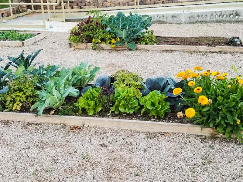 Community Garden | Dana Park