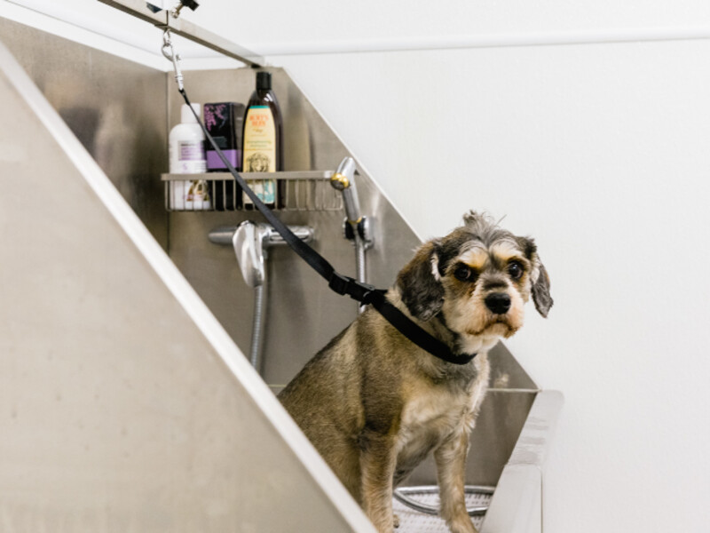 Pet Friendly | Milagro Apartments