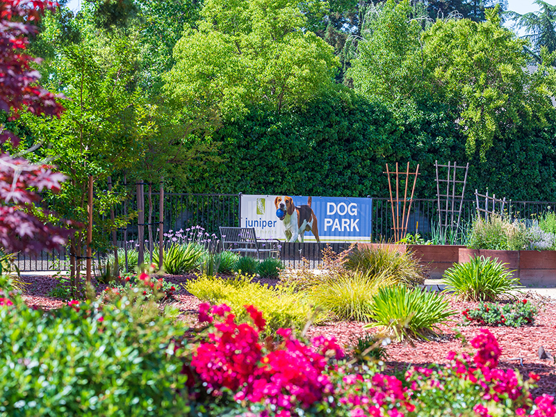 Dog Park | The Juniper Apartments in Sacramento, CA