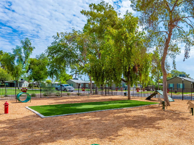 Dog Park | Park Shadows
